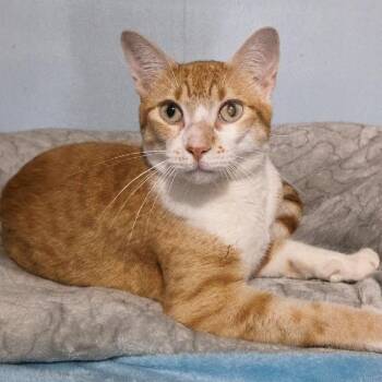 Melvin -  Domestic Short Hair Cat for Adoption in Concord, New Hampshire - Melvin | PetCurious
