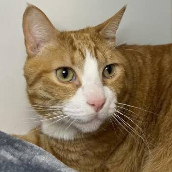 Domestic Short Hair Cats Available for Adoption - Lucas | PetCurious