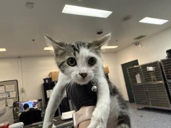 A1915797 -  Domestic Short Hair Cat for Adoption in Thousand Palms, California - A1915797 | PetCurious