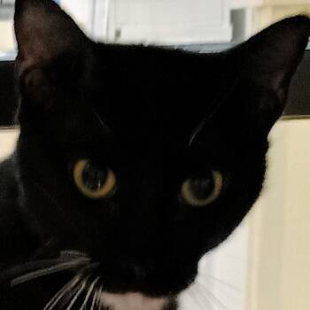 Ricky Ricardo -  Domestic Short Hair Cat for Adoption in Palestine, Texas - Ricky Ricardo | PetCurious