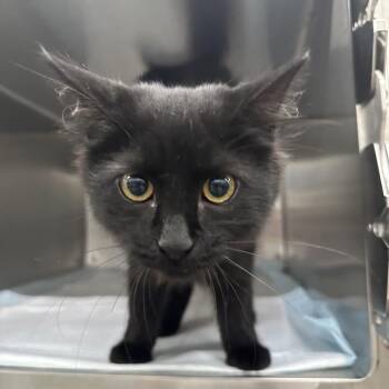 Porch swing -  Domestic Short Hair Cat for Adoption in Corbin, Kentucky - Porch Swing | PetCurious