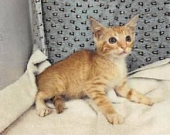 Gizzy -  Domestic Short Hair Cat for Adoption in Largo, Florida - Gizzy | PetCurious
