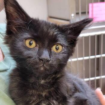 Eddie -  Domestic Medium Hair Cat for Adoption in Milan, Illinois - Eddie | PetCurious