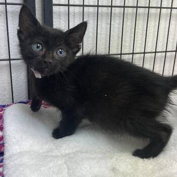 Domestic Short Hair Cats Available for Adoption in Hawthorne, California - Pepper Jack | PetCurious