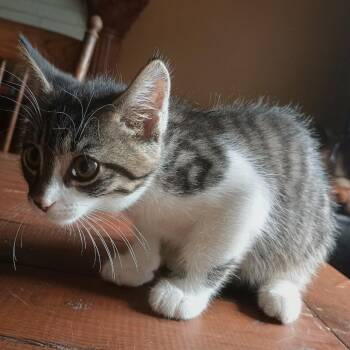 Rookie -  Domestic Short Hair Cat for Adoption in Carmel, Indiana - Rookie | PetCurious