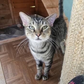 Domestic Short Hair Cats Available for Adoption in Buffalo, New York - LUCAS | PetCurious