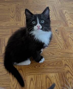 GATSBY -  Tuxedo Cat Available for Adoption in Elgin, South Carolina - GATSBY | PetCurious