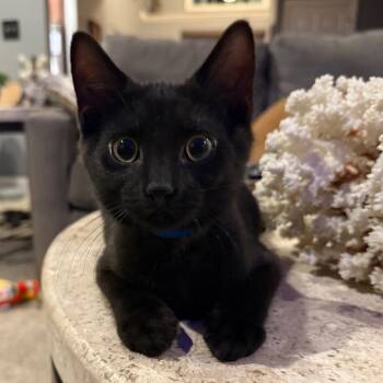 Plumber -  Domestic Short Hair Cat for Adoption in Buffalo, New York - Plumber | PetCurious