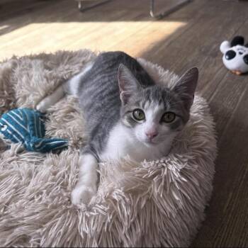 Creak -  Domestic Short Hair Cat for Adoption in Berkeley Springs, West Virginia - Creak | PetCurious
