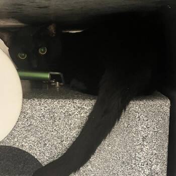 Thackery Binx -  Domestic Short Hair Cat for Adoption in Gloucester, Virginia - Thackery Binx | PetCurious