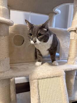 Domestic Short Hair Cats Available for Adoption in Derry, New Hampshire - Sophia | PetCurious