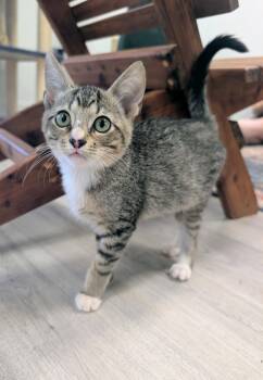 Asher -  Domestic Short Hair Cat for Adoption in Palm Harbor, Florida - Asher | PetCurious
