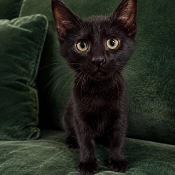 Sparrow Crock -  Domestic Short Hair Cat for Adoption in Eagle Mountain, Utah - Sparrow Crock | PetCurious