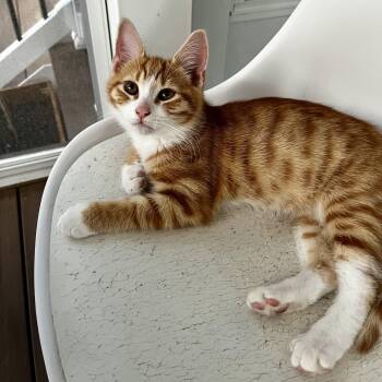 Domestic Short Hair Cats Available for Adoption in Richmond, Virginia - Tic Tac | PetCurious