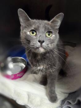 Princess Buttercup -  Domestic Short Hair Cat for Adoption in Westland, Michigan - Princess Buttercup | PetCurious