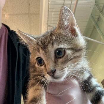 Rescue Domestic Short Hair Cats for Adoption in South Elgin, Illinois - Saxophone | PetCurious