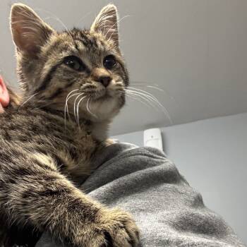 Rescue Domestic Medium Hair Cats for Adoption in Granville, Ohio - Honey Glazed Ham | PetCurious