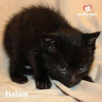 Domestic Short Hair Cats Available for Adoption in Council Bluffs, Iowa - Mayan Litter:  Balam | PetCurious
