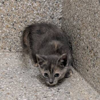 Ruffnut -  Domestic Short Hair Cat for Adoption in Detroit Lakes, Minnesota - Ruffnut | PetCurious