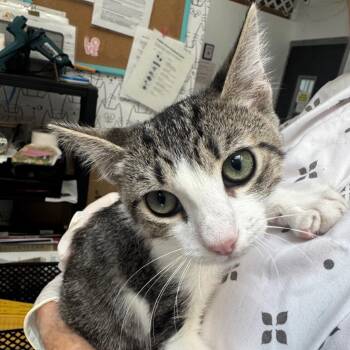Wile E Coyote -  Domestic Short Hair Cat for Adoption in Lakewood, California - Wile E Coyote | PetCurious