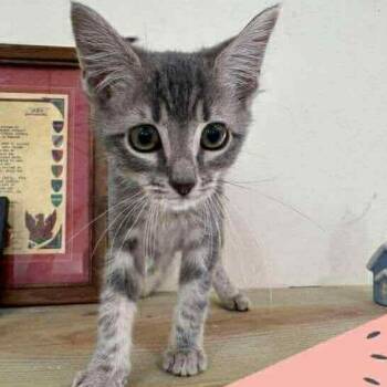 Rescue Domestic Short Hair Cats for Adoption in Buffalo, Minnesota - Callie *Meet Me At Eagan Petsmart* | PetCurious