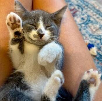 Chattanooga Choo Choo Sweet On You -  Tuxedo and Domestic Short Hair Cat for Adoption in Friendswood, Texas - Chattanooga Choo Choo Sweet On You | PetCurious
