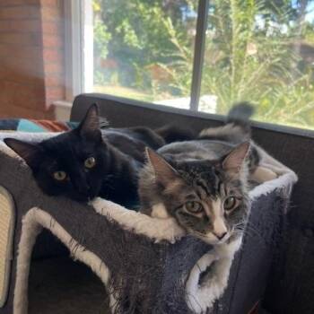 Rescue Domestic Long Hair Cats for Adoption in Denver, Colorado - Marshmellow And Chocolate | PetCurious
