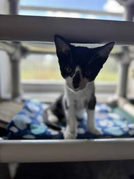 Rescue Domestic Short Hair Cats for Adoption - Sway | PetCurious