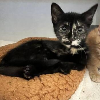 Eileen -  Domestic Short Hair Cat for Adoption in Dayton, Ohio - Eileen | PetCurious