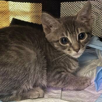 Domestic Short Hair Cats Available for Adoption in Lakewood, California - Steph Curry | PetCurious