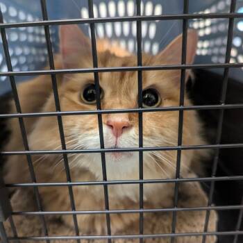 Domestic Medium Hair Cats Available for Adoption - Peach | PetCurious