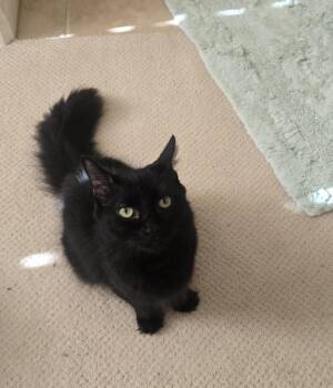 Cleo -  Domestic Medium Hair Cat for Adoption in San Diego, California - Cleo | PetCurious