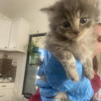 Yoda -  Domestic Medium Hair Cat for Adoption in Chapel Hill, North Carolina - Yoda | PetCurious
