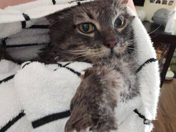 Carl -  Domestic Short Hair Cat for Adoption in Beaverton, Oregon - Carl | PetCurious