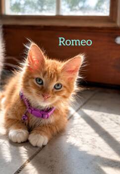 Romeo -  Domestic Long Hair Cat for Adoption in Shrewsbury, Massachusetts - Romeo | PetCurious