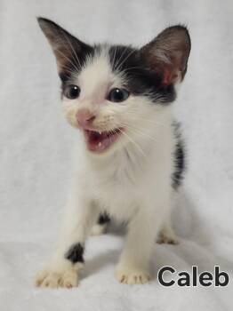 Rescue Domestic Short Hair Cats for Adoption in Laplace, Louisiana - Caleb | PetCurious