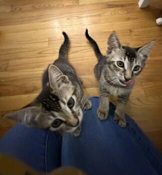 Pickles & Olive -  Domestic Short Hair Cat Available for Adoption in Thomaston, Connecticut - Pickles & Olive | PetCurious