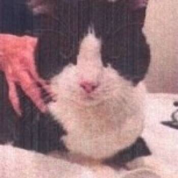 Rescue Domestic Short Hair Cats for Adoption in Nashville, Tennessee - Jake | PetCurious