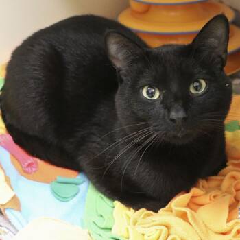 Rescue Domestic Short Hair Cats for Adoption in South Elgin, Illinois - Romeo - Home To Home | PetCurious