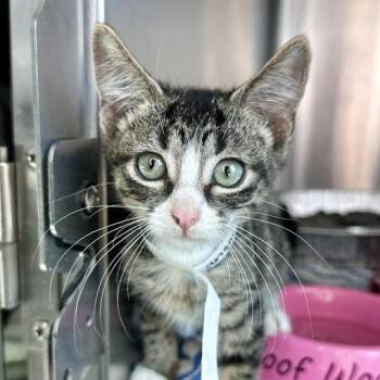Angelica Pickles -  Domestic Short Hair Cat Available for Adoption in Matteson, Illinois - Angelica Pickles | PetCurious