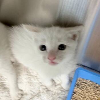 Snow -  Domestic Short Hair Cat for Adoption in Jupiter, Florida - Snow | PetCurious