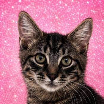 Lil Paws X 1097-26 -  Domestic Short Hair Cat for Adoption in Cumming, Georgia - Lil Paws X 1097-26 | PetCurious