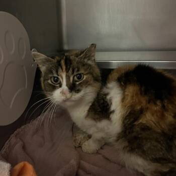 Kat -  Domestic Short Hair Cat for Adoption in Bristol, Indiana - Kat | PetCurious