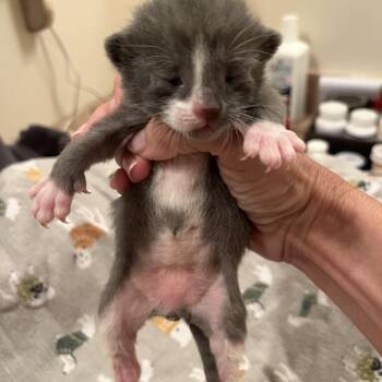 Dion 7161 -  Domestic Short Hair Cat for Adoption in Hamilton, Georgia - Dion 7161 | PetCurious