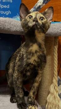 Cyndi Lauper -  Domestic Short Hair Cat for Adoption in Rowlett, Texas - Cyndi Lauper | PetCurious