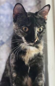 Reese -  Tortoiseshell Cat for Adoption in Manchester, Connecticut - Reese | PetCurious