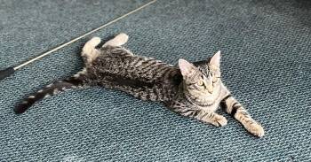 Rescue Domestic Short Hair Cats for Adoption in Mokena, Illinois - Amber Jack | PetCurious