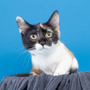Mercedes -  Domestic Short Hair Cat for Adoption in Franklin, Tennessee - Mercedes | PetCurious