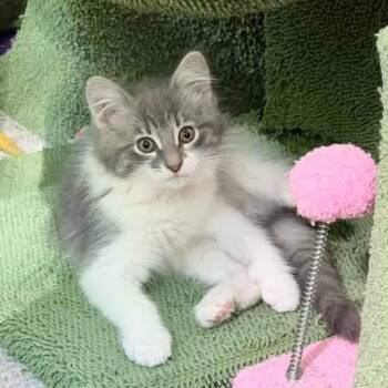 Dove -  Domestic Long Hair and Tabby Cat for Adoption in Grand Rapids, Michigan - Dove | PetCurious