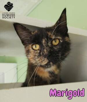 Marigold -  Domestic Short Hair Cat for Adoption in Heath, Ohio - Marigold | PetCurious